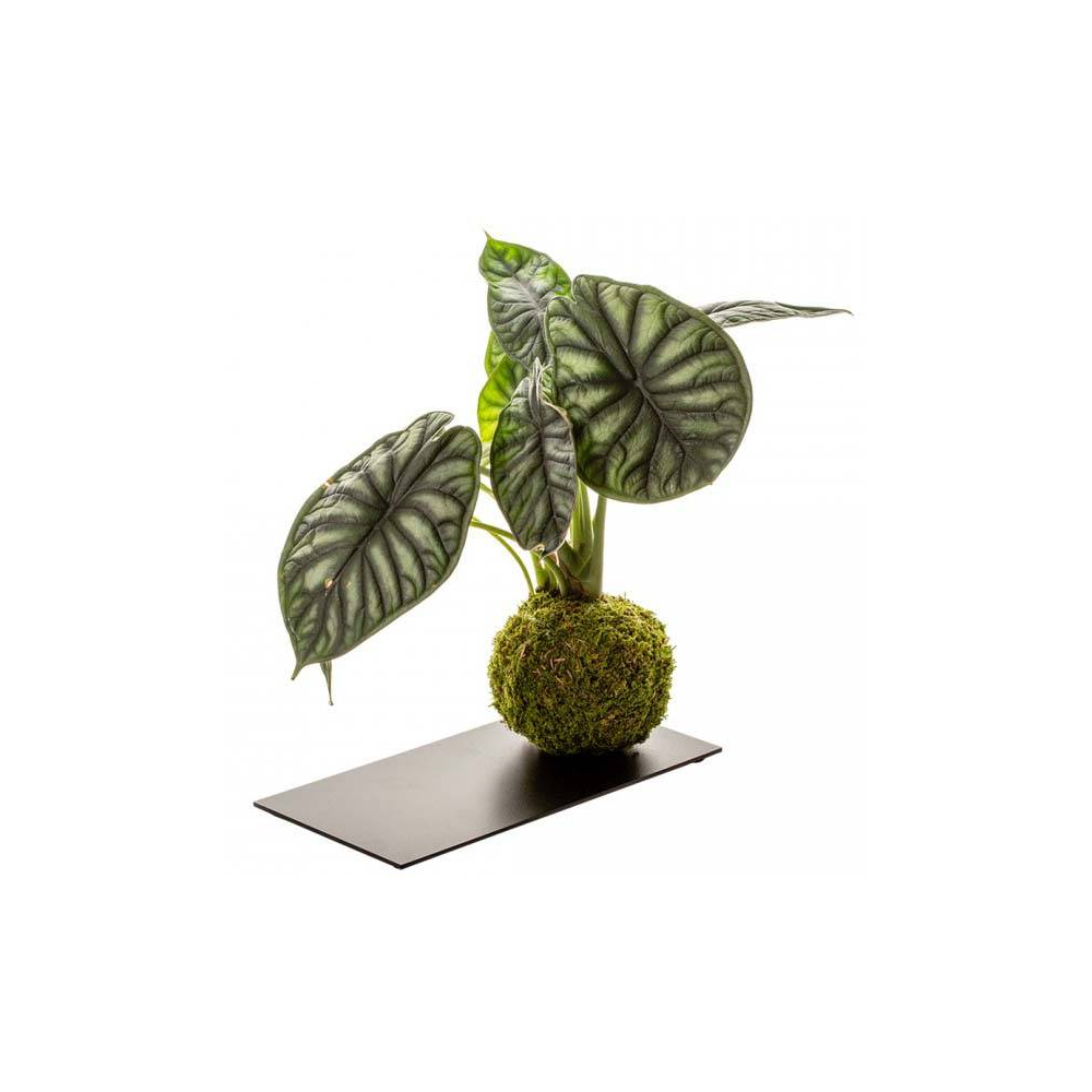 Kokedama avec plateau en métal 12 x 30 cm alocasia