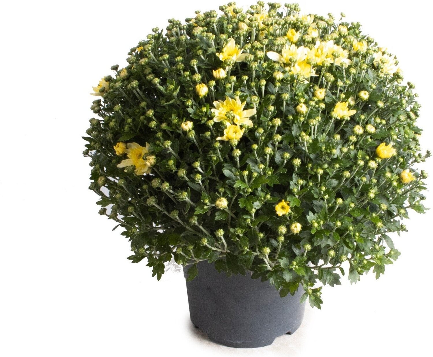 Bolchrysant (Chrysanthemum) geel D 19 H 45 cm