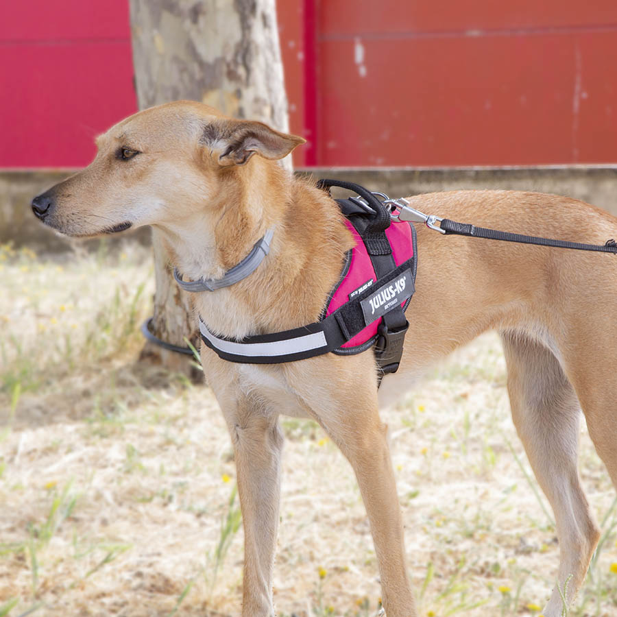 Coleira para cães Julius K-9 IDC Magenta