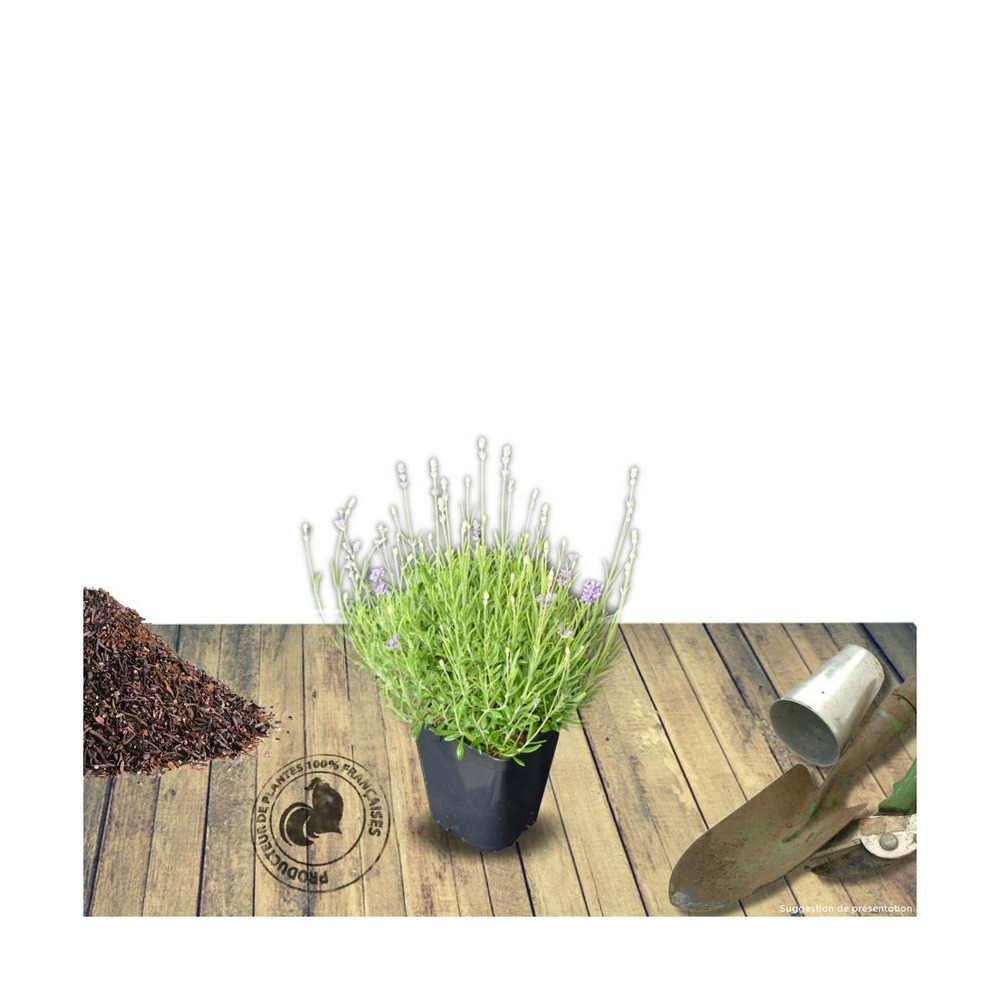 Lavande x intermedia dutch lavander/lavandula x intermedia dutch lavander[-]pot de 3l - 20/40 cm