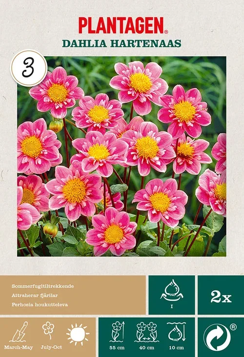 Dahlia x pinnata (Collarette Group) 'Hartenaas' Georgine 'Hartenaas’ 2 pk