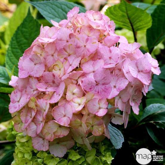 Hydrangea 'Precioza', ctr 3 L