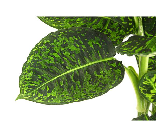 Dieffenbachie - Dieffenbachia seguine