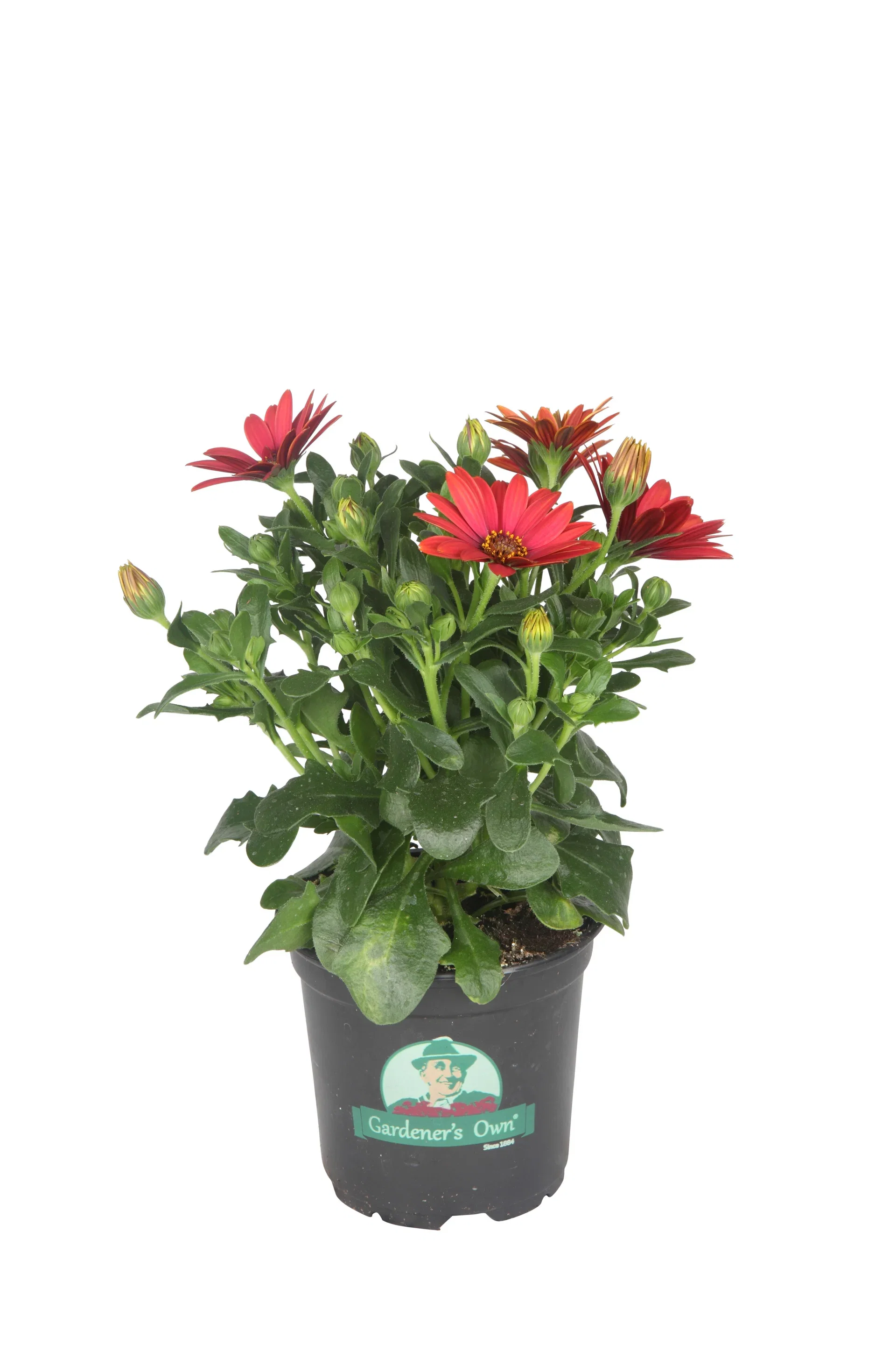 Osteospermum Purple 12 cm Spansk margeritt Ø12 cm