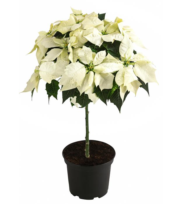 Weihnachtsstern - Euphorbia pulcherrima,