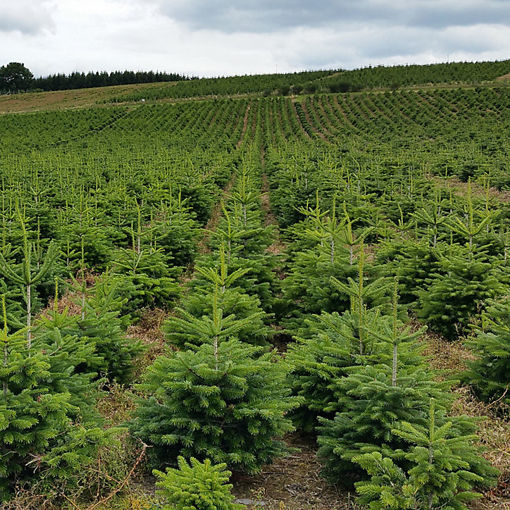 Sapin naturel Nordmann h.80/100
