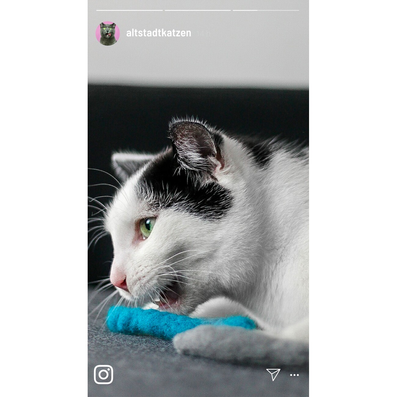Kater Kasimir Filzwürmchen, 3 Stück, handgerollt aus reiner Schurwolle vom Schaf