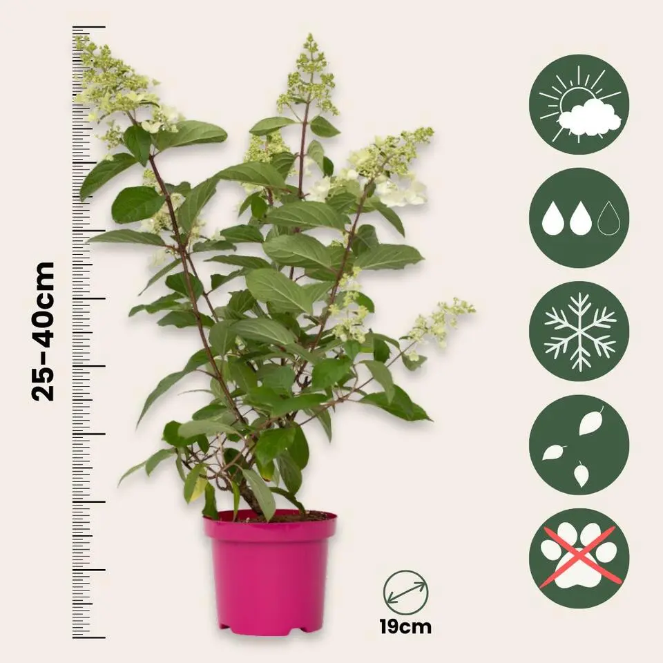 Pluimhortensia - Set van 2 - Hydrangea 'Pinky Winky' - Hoogte 25-40cm - ⌀19cm