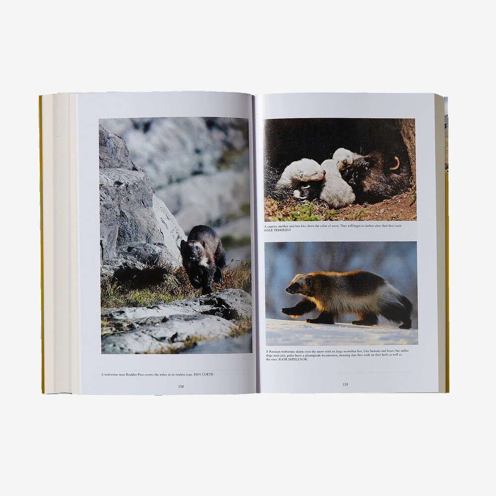 Der Wolverine-Weg von Douglas Chadwick (Patagonia-Taschenbuch)