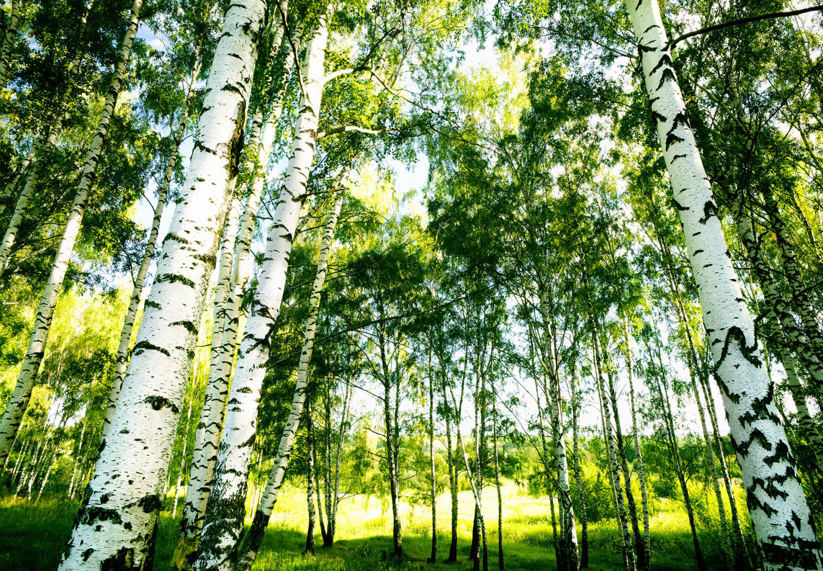 Fototapete DESIGNWALLS 2.0 - grün-weiß - Birkenwald - 2,5 Meter