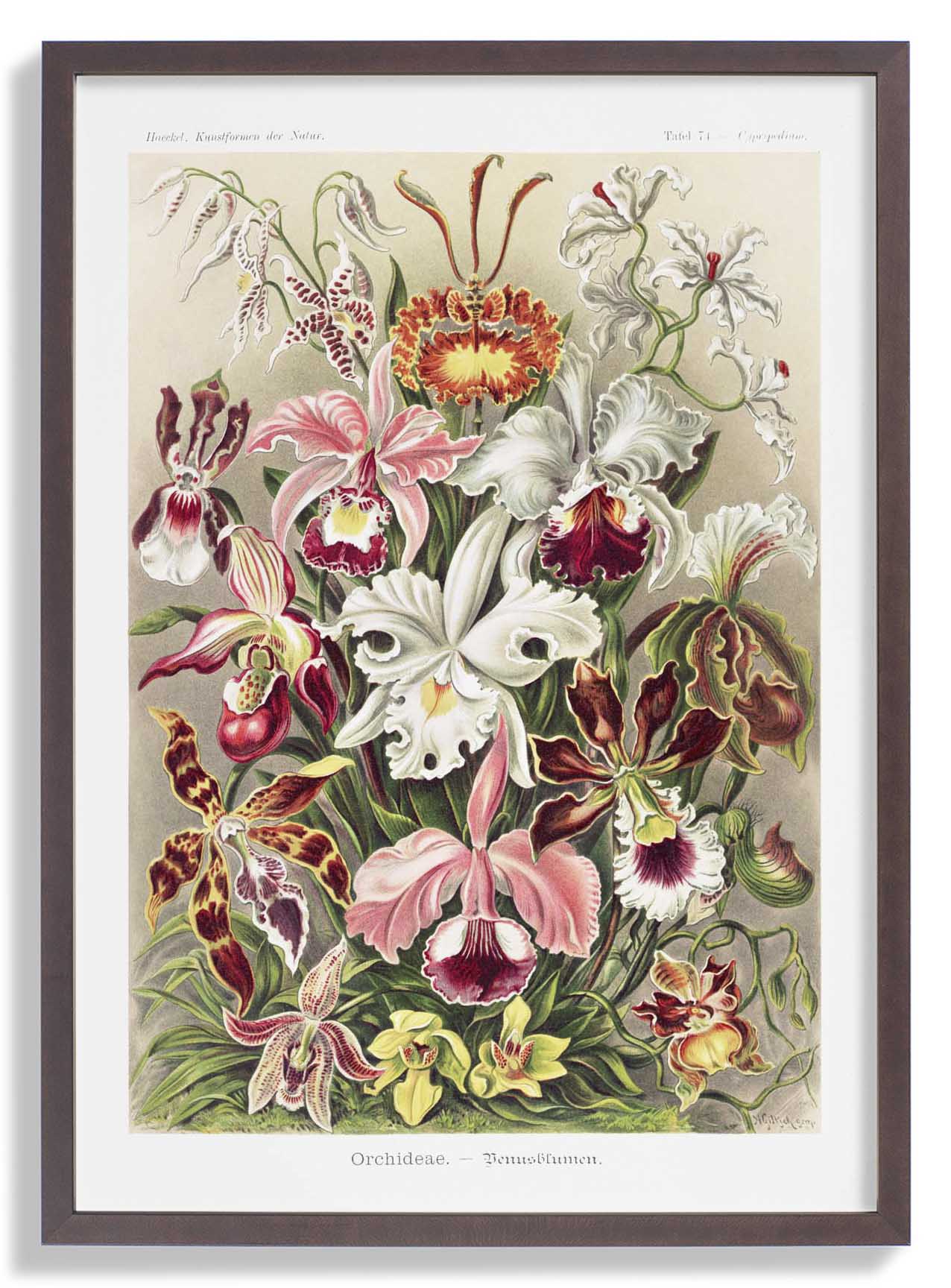 Orchideae Lilly Flowers von Ernst Haeckel mit Rändern