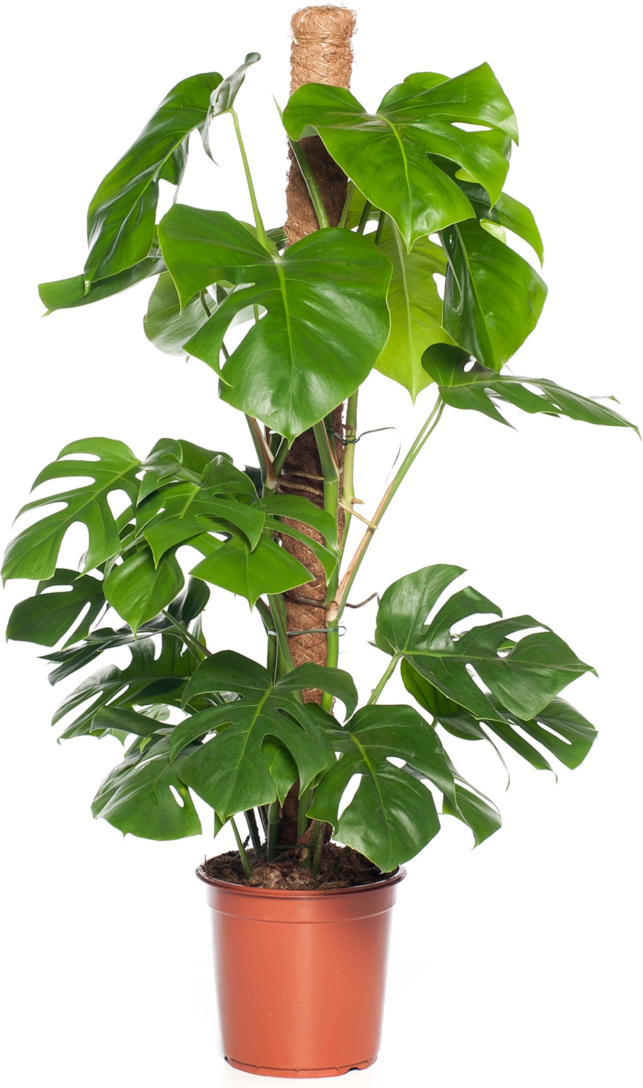 Gatenplant op mosstok (Monstera pertusum) D 24 H 120 cm