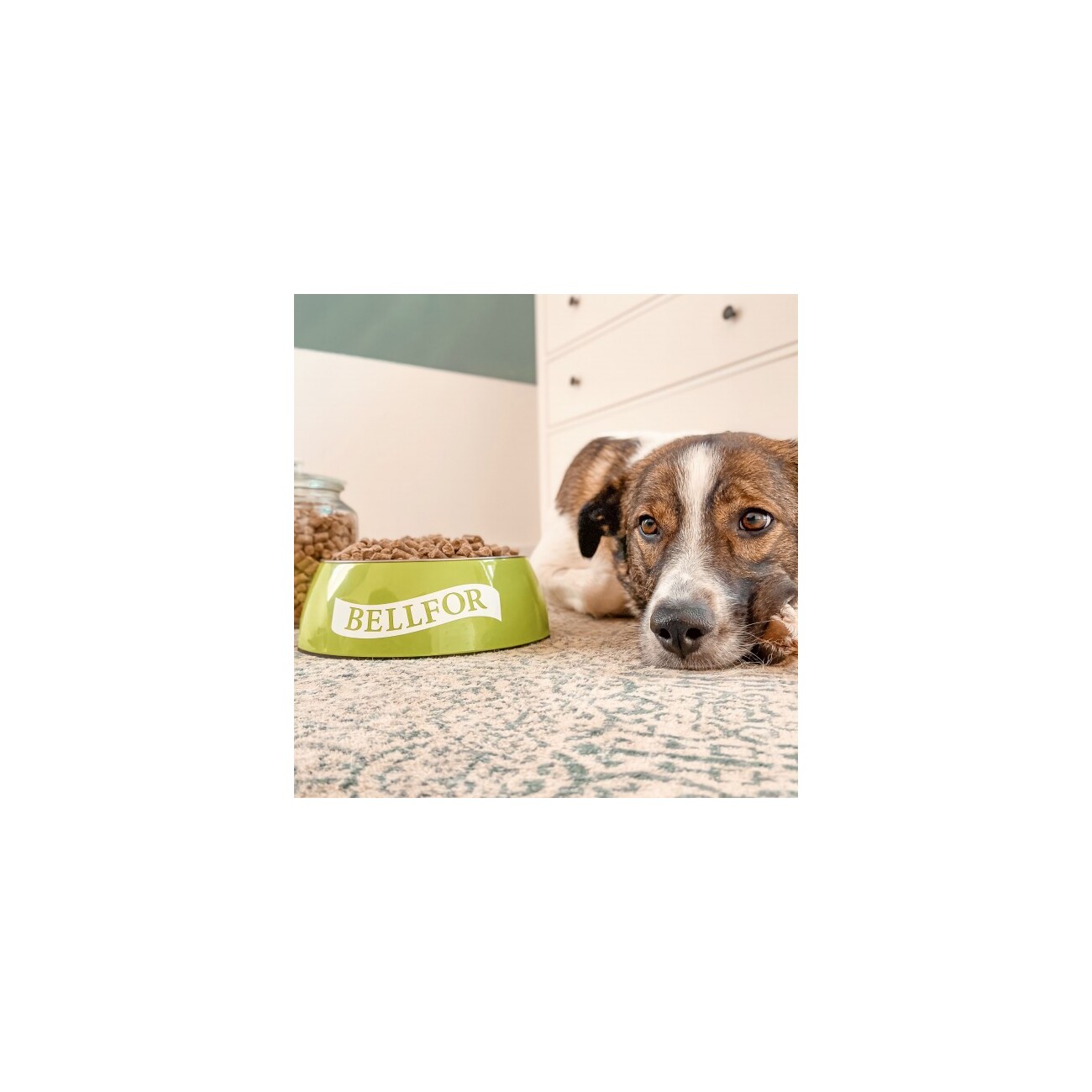 Bellfor Trockenfutter für Hunde mit Insekten Naturgut-Schmaus - 10 kg