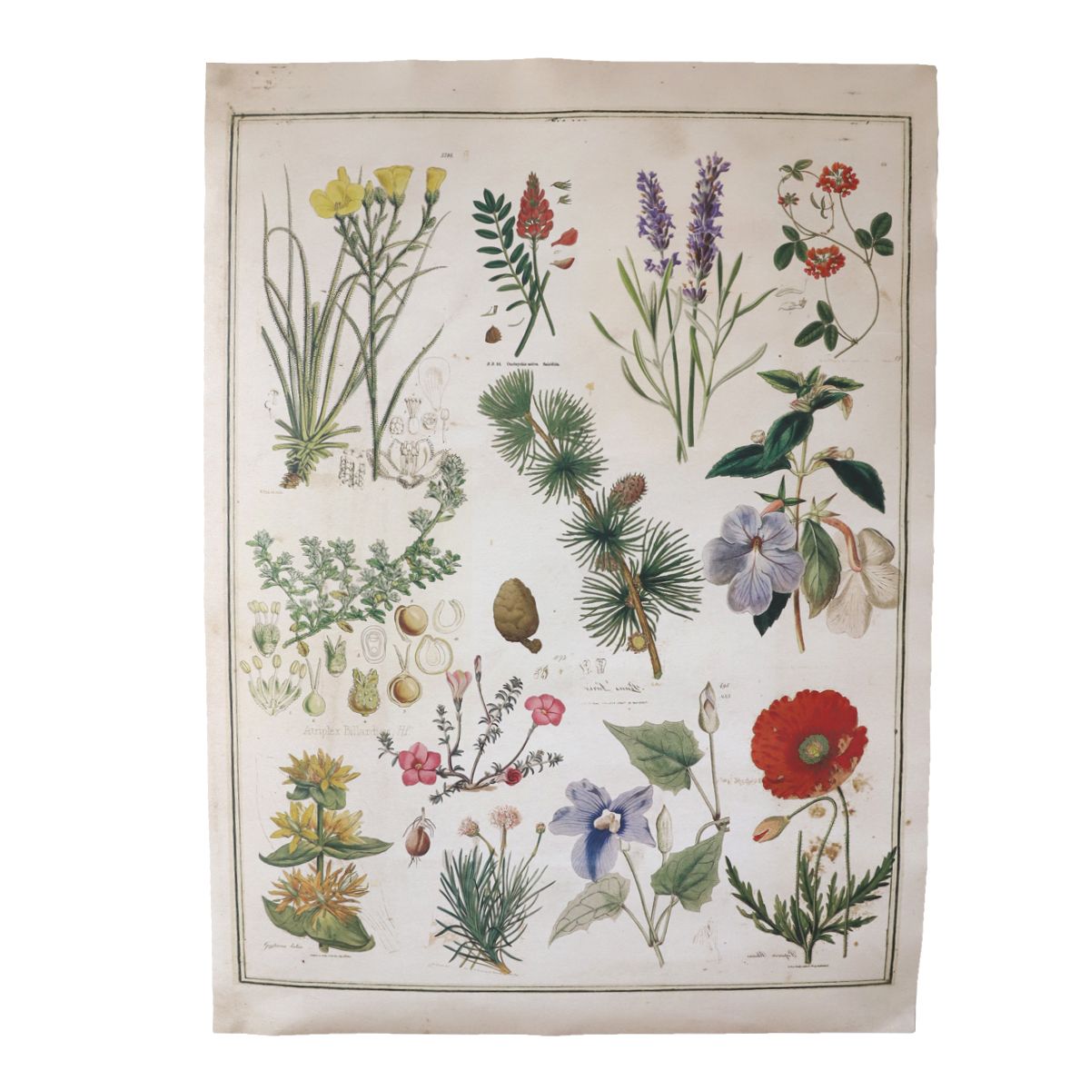 Poster en papier fleurs Atelier jasmin