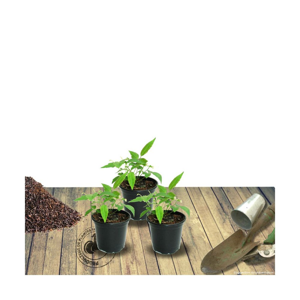 Laurier-sauce nobilis/laurus nobilis[-]pot de 7,5l - 60/80 cm