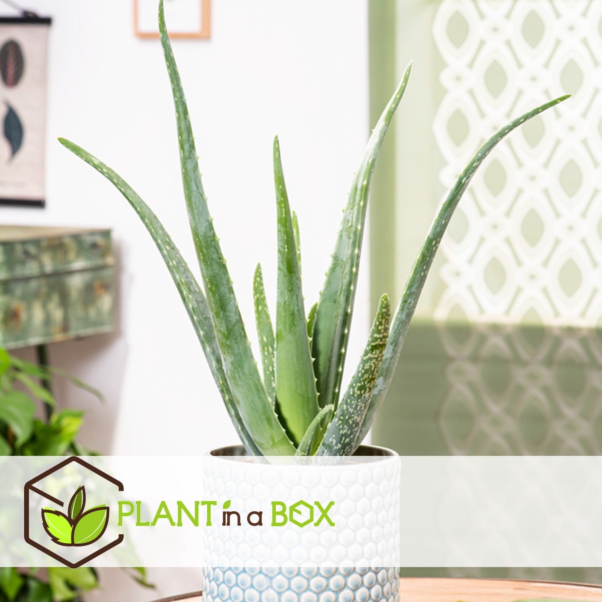 Aloe vera - set de 3 - succulentes - pots 10,5cm - hauteur 25-40cm