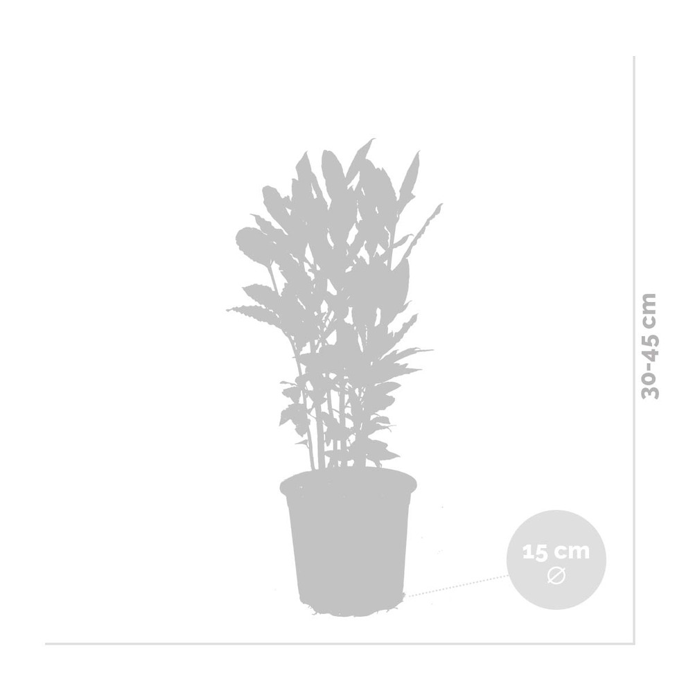Laurus nobilis - laurier de cuisine - arbuste - persistant – ⌀15 cm - ↕30-45 cm