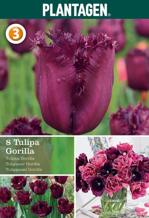 Tulipa gesneriana (Fringe flowering Group) 'Gorilla' Tulipan 'Gorilla'