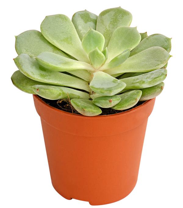 Echeverien-Set - Echeveria, verschiedene
