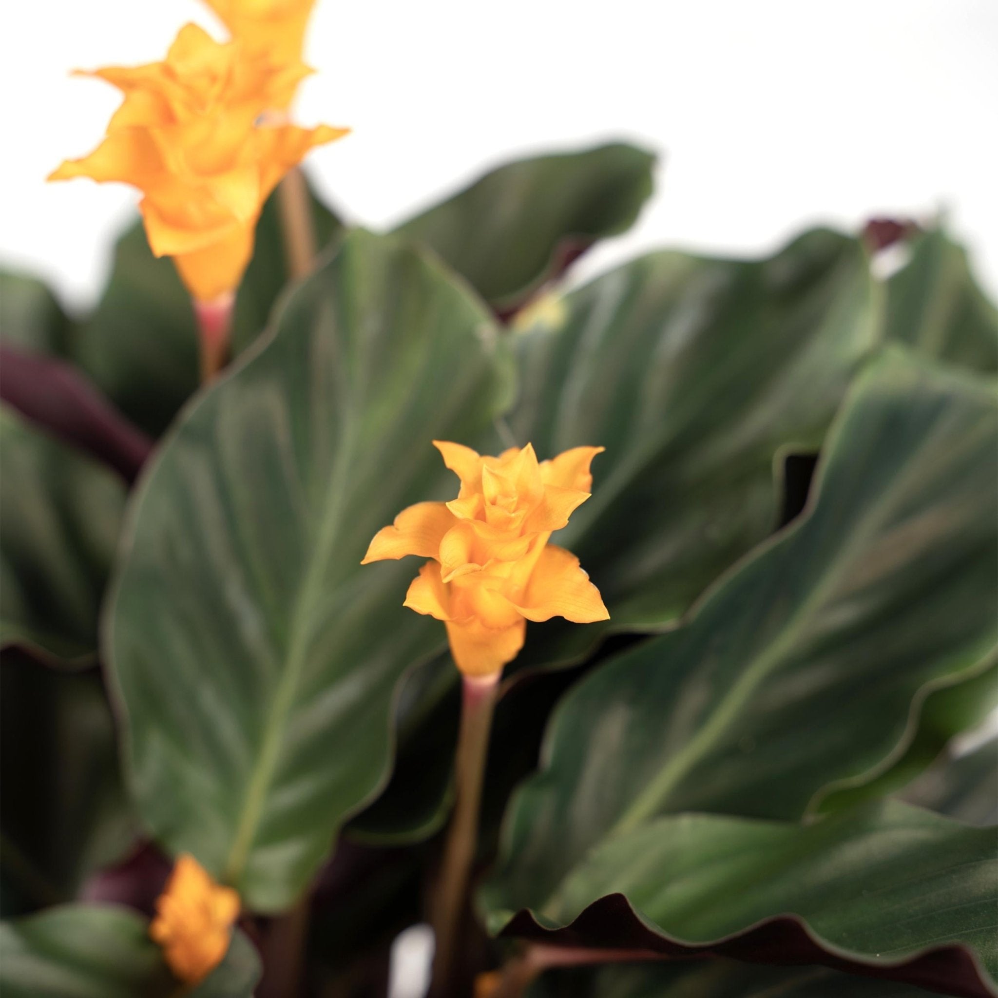 Plante d'intérieur - calathea crocata 40cm