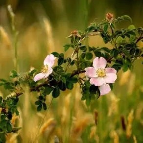 Hondsroos (Rosa canina) H 40 cm vanaf 10 stuks