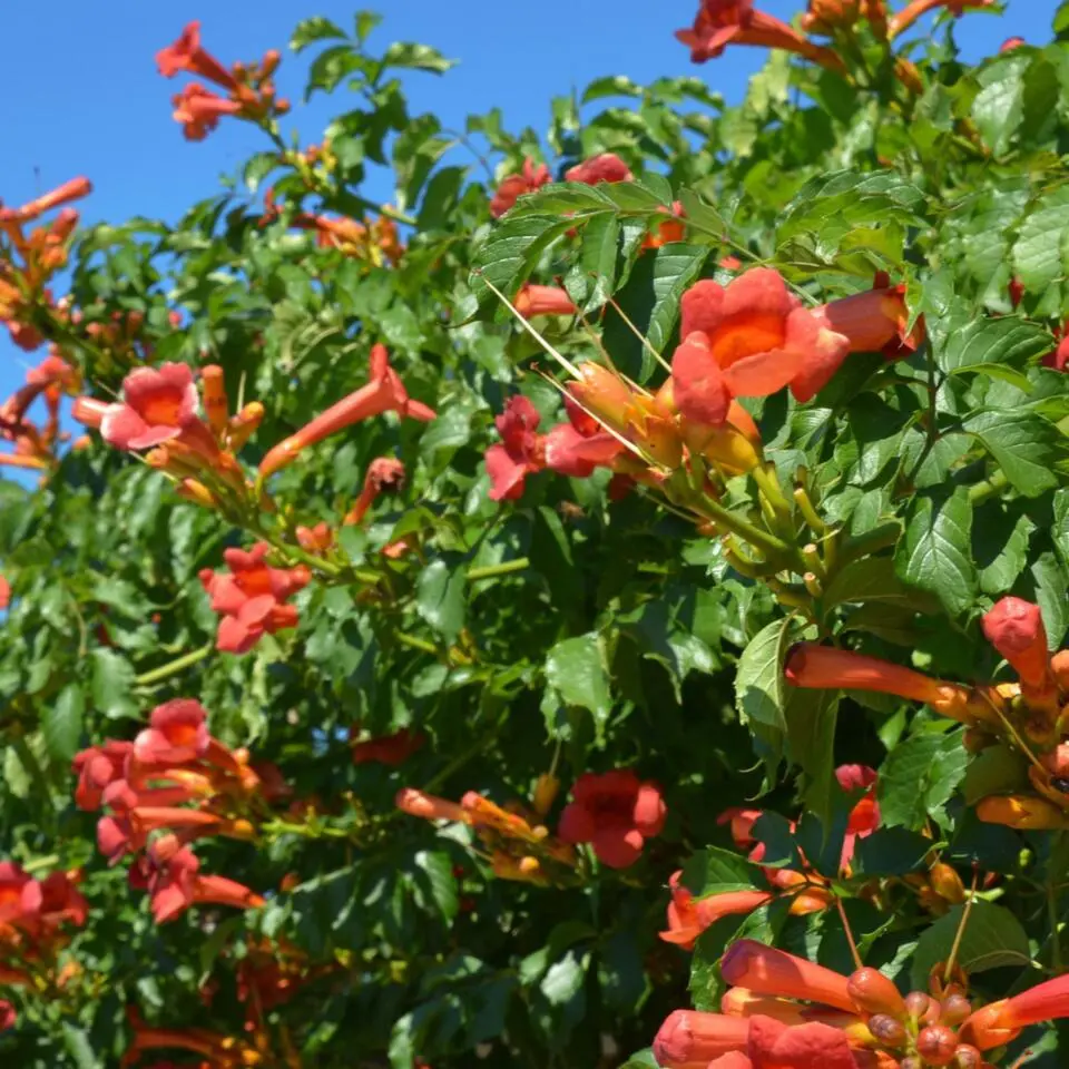 Trompetbloem - Campsis taglibuana 'Mme Galen' - Hoogte 110-120cm - ⌀17cm