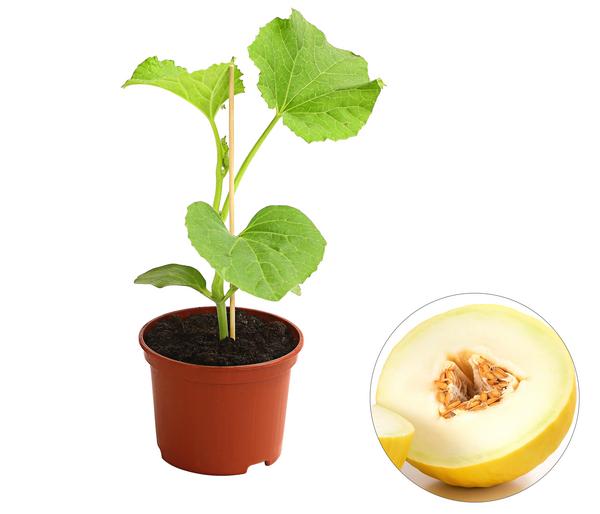 Honigmelone
