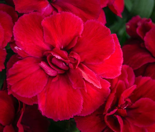 Garten-Nelke, verschiedene Farben, 4er-Set