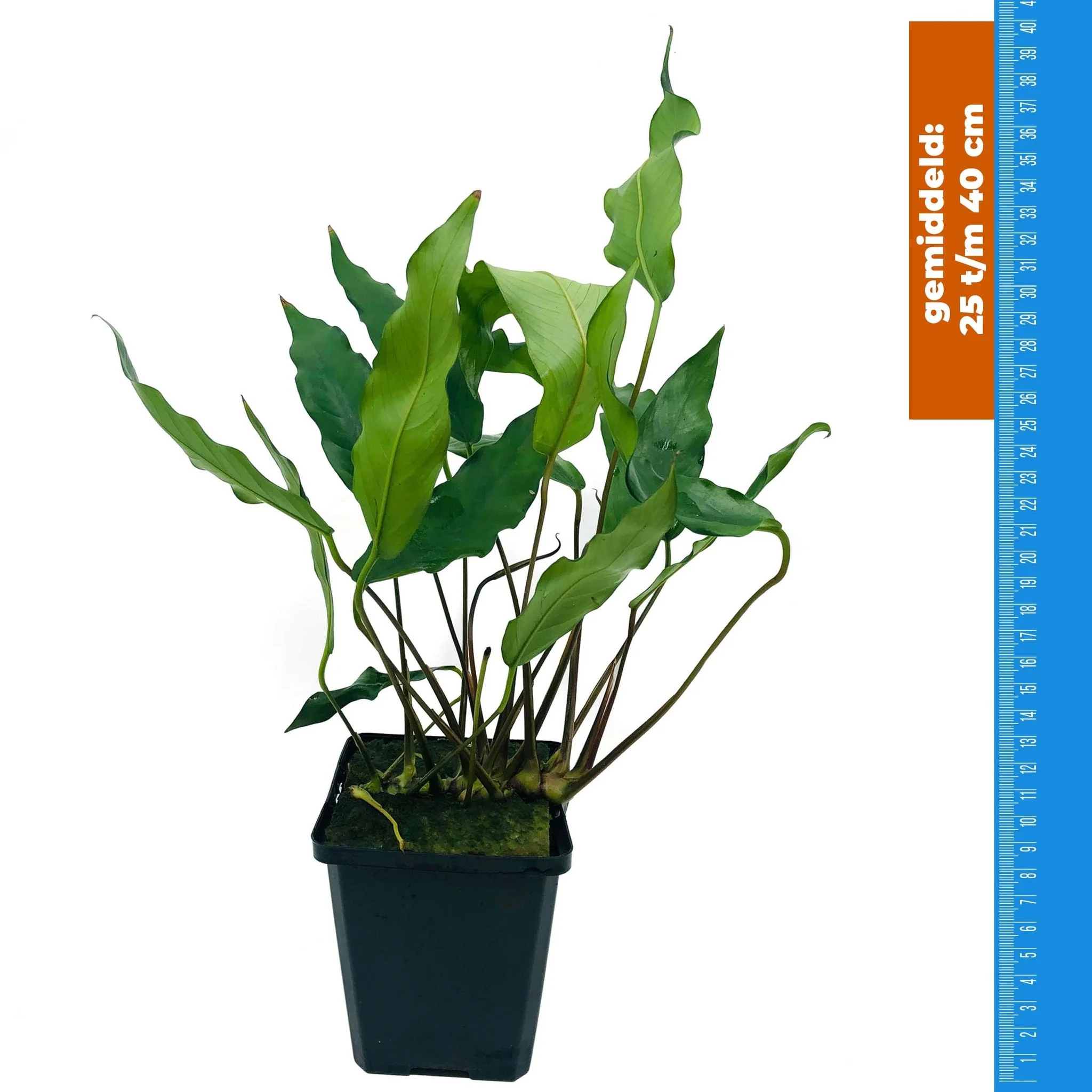 AquastoreXL Plantenpakket Zuid Amerika Large