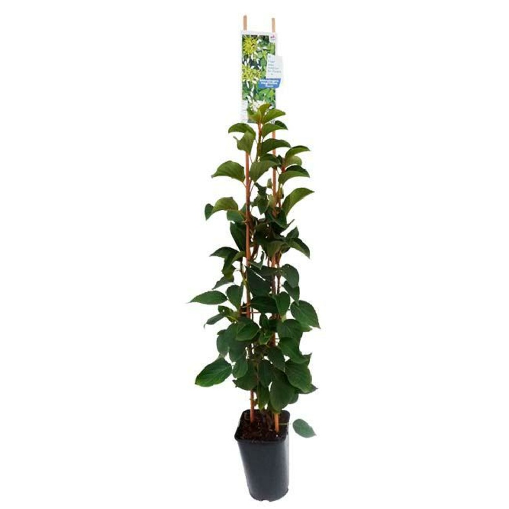Schizophragma integrifolium 'windmills' - schizophragma hydrangeoides 3l