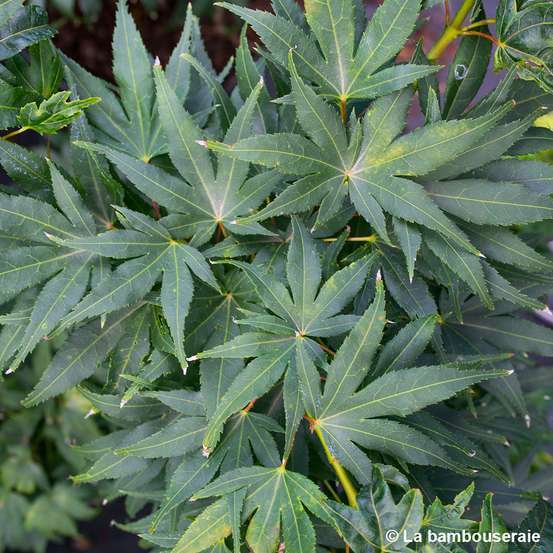 Acer Palmatum 'Mikawa Yatsubusa' : C5L h.30/40cm