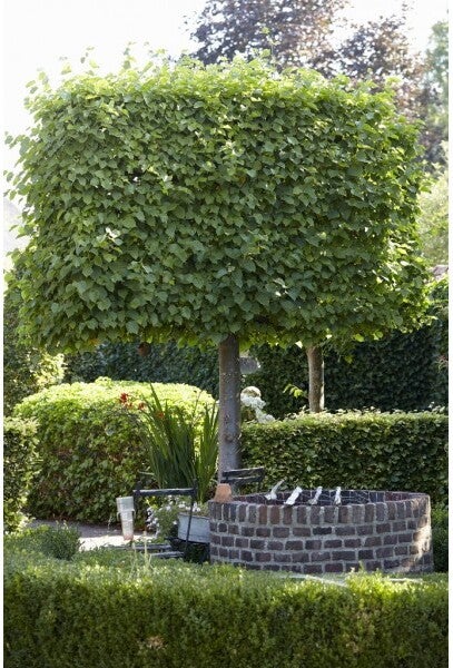 Leilinde (Tilia vulgaris 'Pallida') H 280 cm