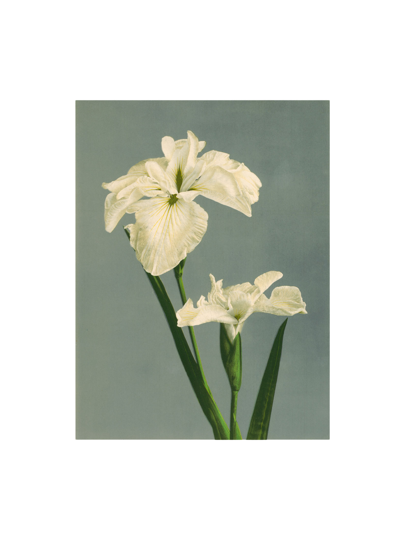 Plakat 50 x 70 | Papir. | Multi | The Dybdahl Co.