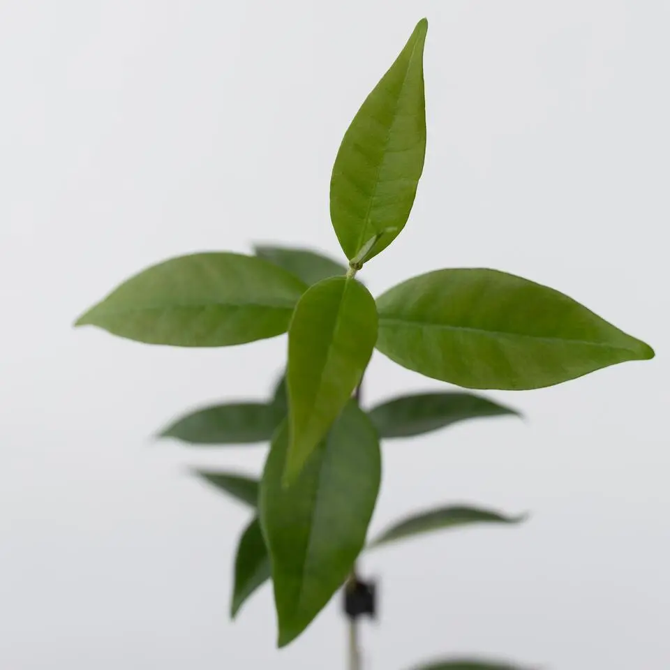 Jasmijn - Set van 3 - Trachelospermum jasminoides - Hoogte 25-40cm - ⌀9cm