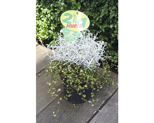 Mueca 2 in 1 FloraSelf Muehlenbeckia & Calocephalus Ø 11 cm pot