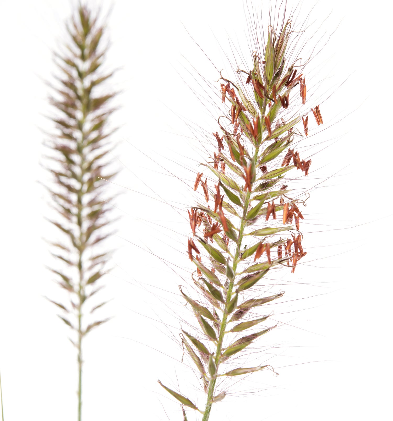 Lampenpoetsersgras (Pennisetum alopecuroides 'Hameln') D 11 H 10 cm