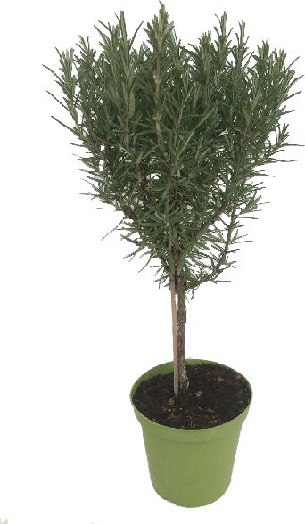 Rozemarijn op stam (Rosmarinus officinalis) D 14 H 40 cm