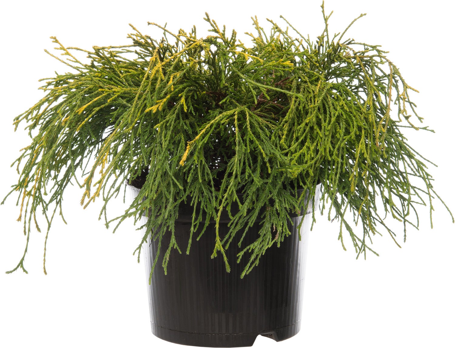 Dwergcipres (Chamaecyparis pisifera 'Sungold') D 17 H 20 cm