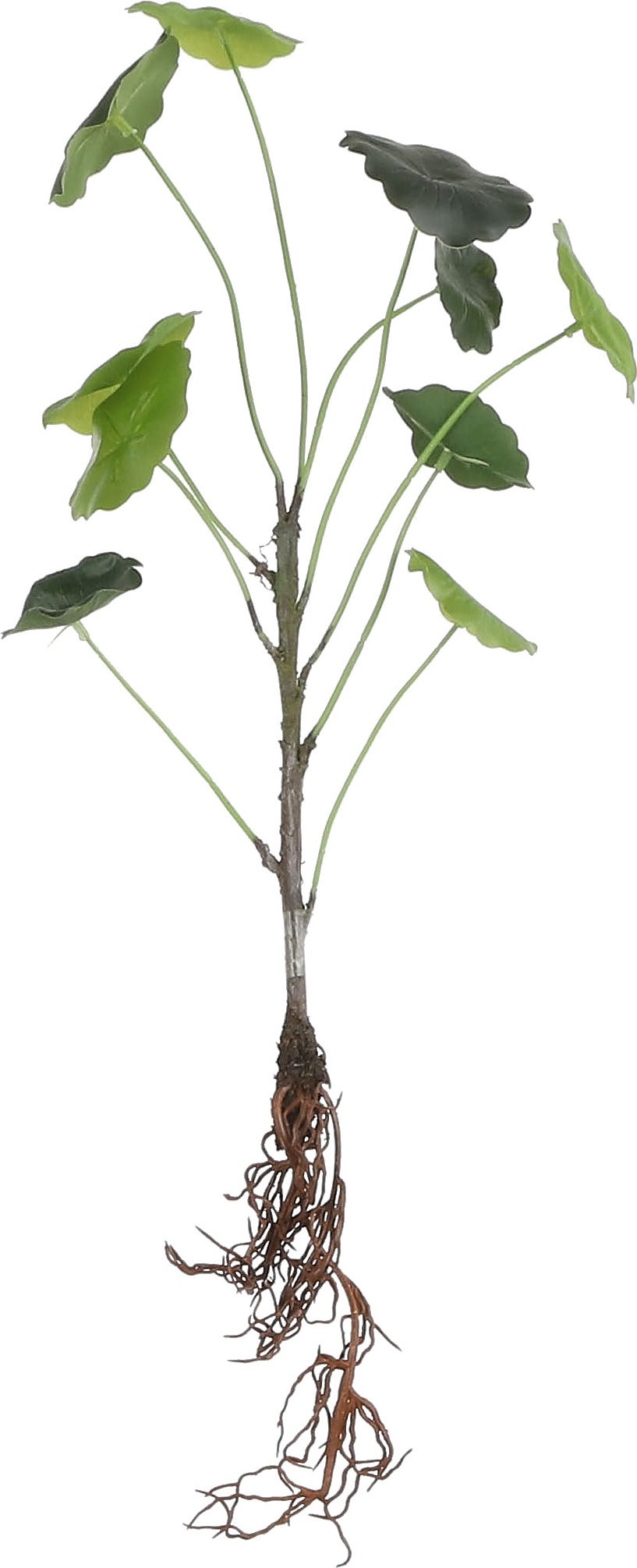 Mica Decorations kunstplant Lotus met wortels 13 x 13 x 40 cm