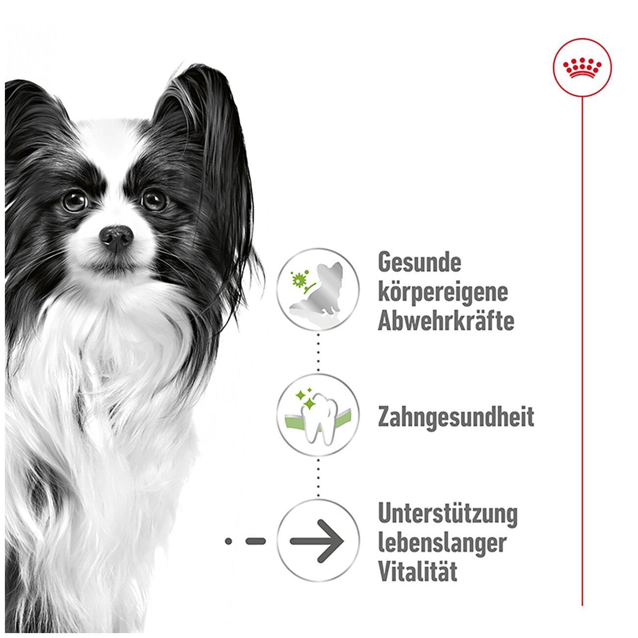 ROYAL CANIN X-Small Adult 8+ 1,5 kg