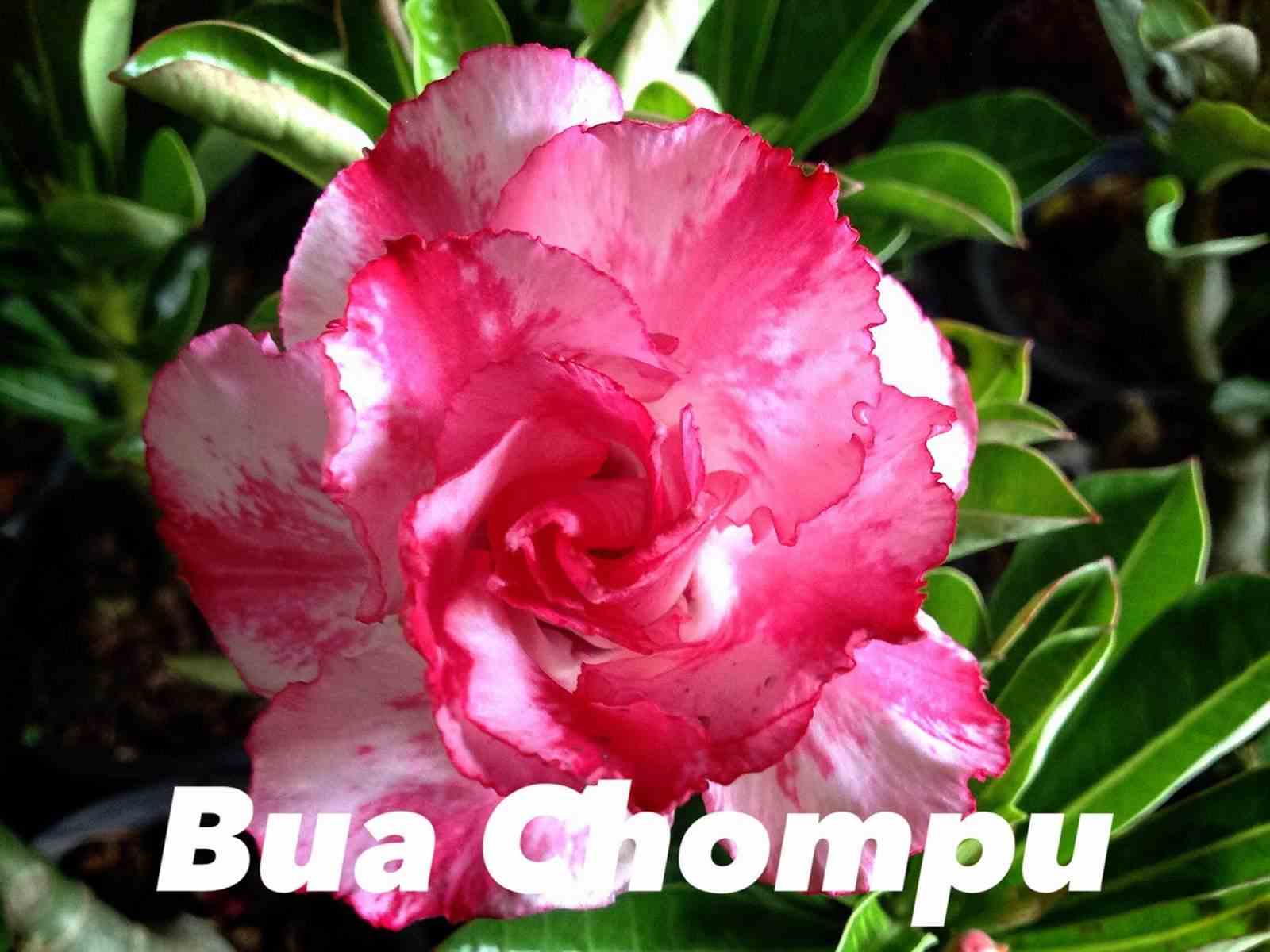 Adenium obesum cv.buachompu rose - taille caudex d'environ 150g