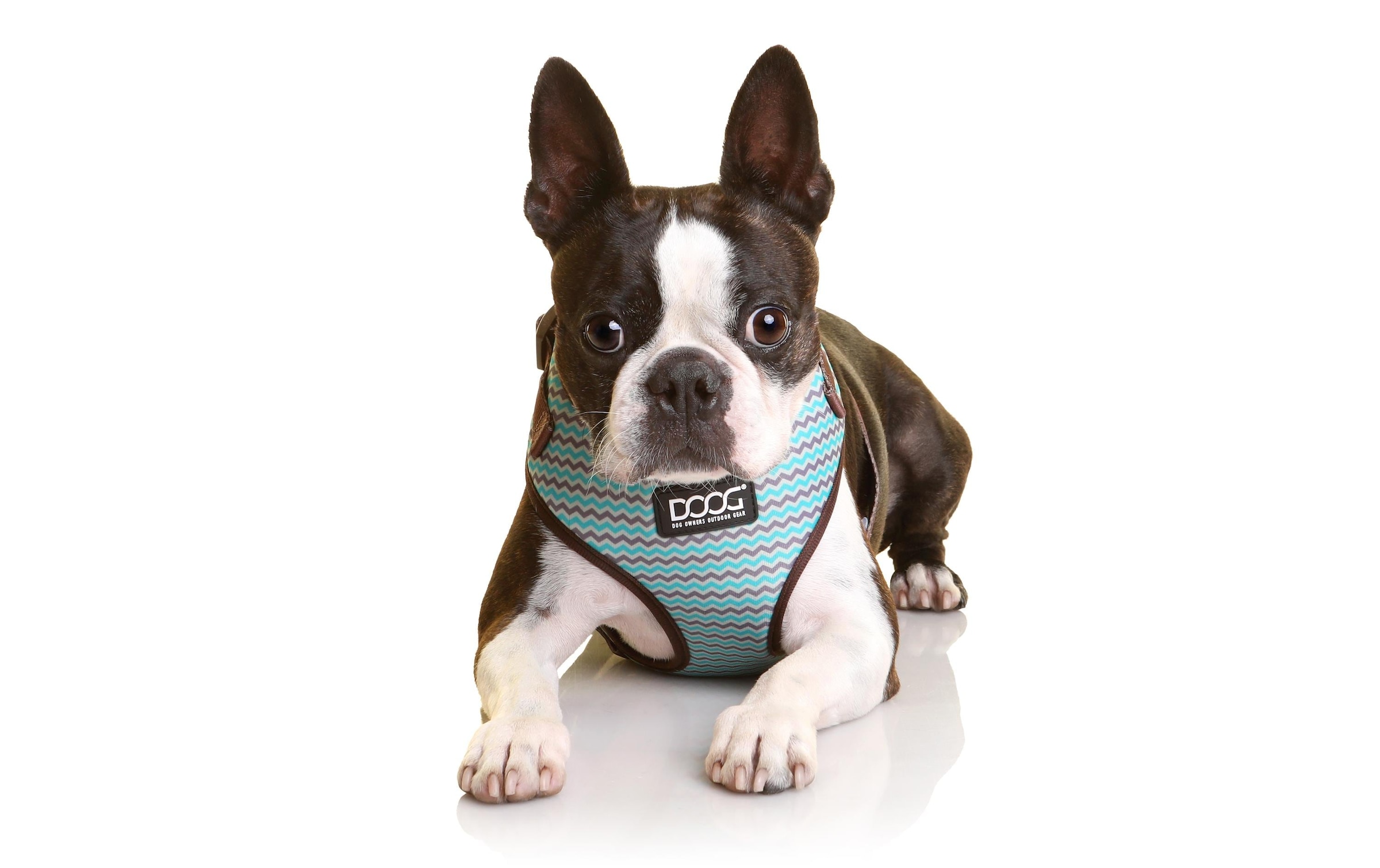 DOOG Hunde-Geschirr »Neoflex Benji L«