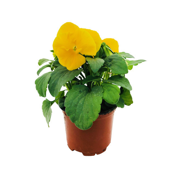 Pensée : pot Ø 10,5 cm - Coloris variables