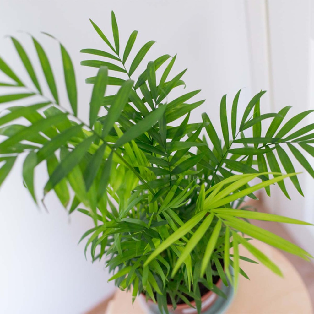 2x mélange de palmiers d'intérieur - dypsis-chamaedorea - facile d'entretien – ⌀12 cm - ↕20-45 cm