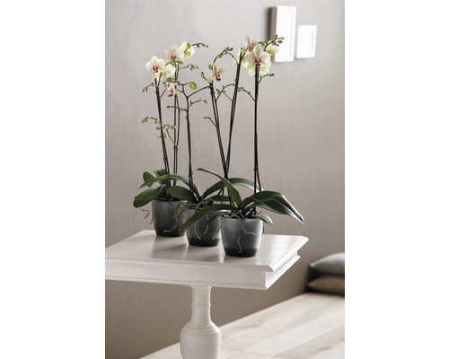 elho Brussels orchideeënpot, kunststof, Ø 16 cm, H 15 cm, transparant