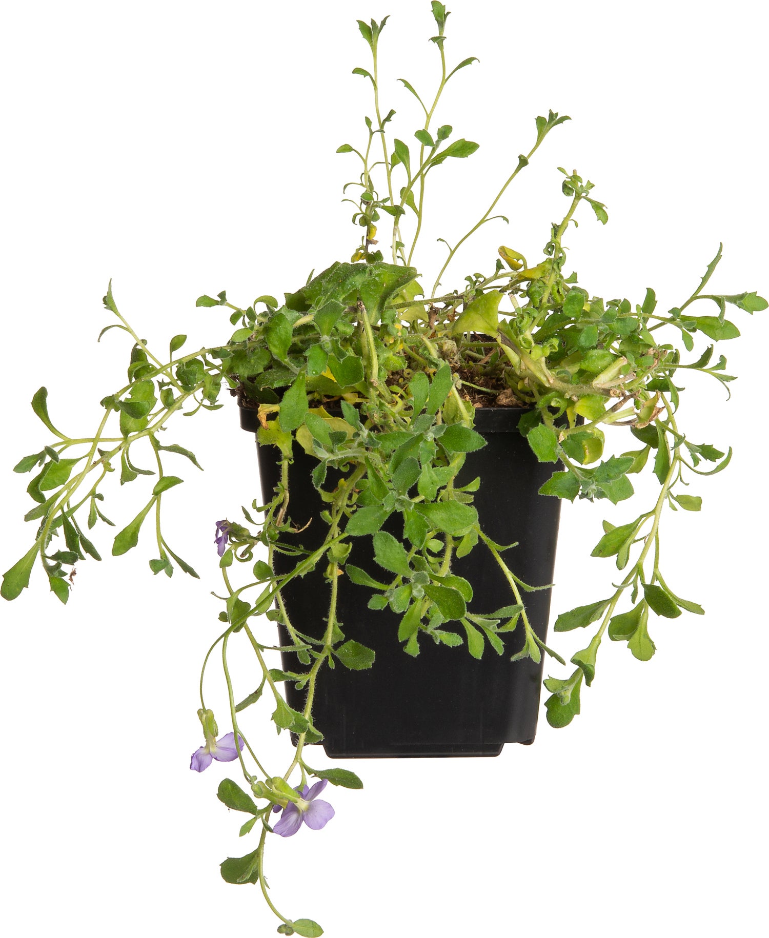 Blauwkussen (Aubrieta 'Cascade Blue') D 9 H 10 cm