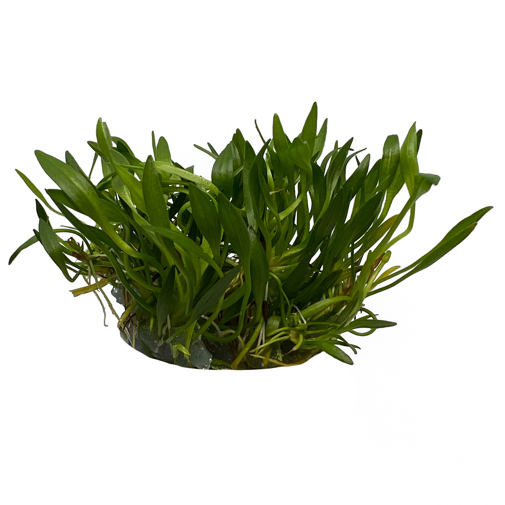 Waterplant Helanthium tenellum 'Green' in-vitro