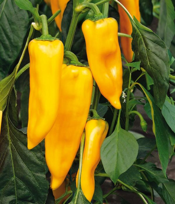 Dehner Premium Samen Spitzpaprika 'Palladio