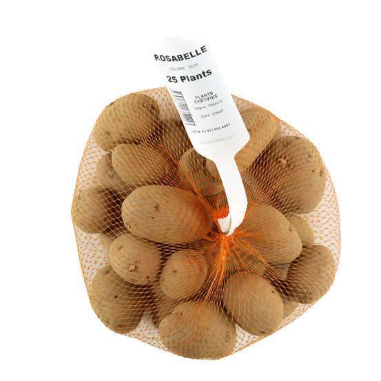 Plants de pommes de terre 'Rosabelle' en filet x25