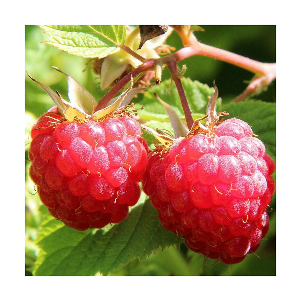 Framboisier idaeus zeva/rubus idaeus zeva[-]godet - 5/10 cm